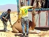 Camel Loading in Truck - Unbelievable