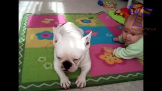 Dogs and babies are best friends - Cute and funny compilation