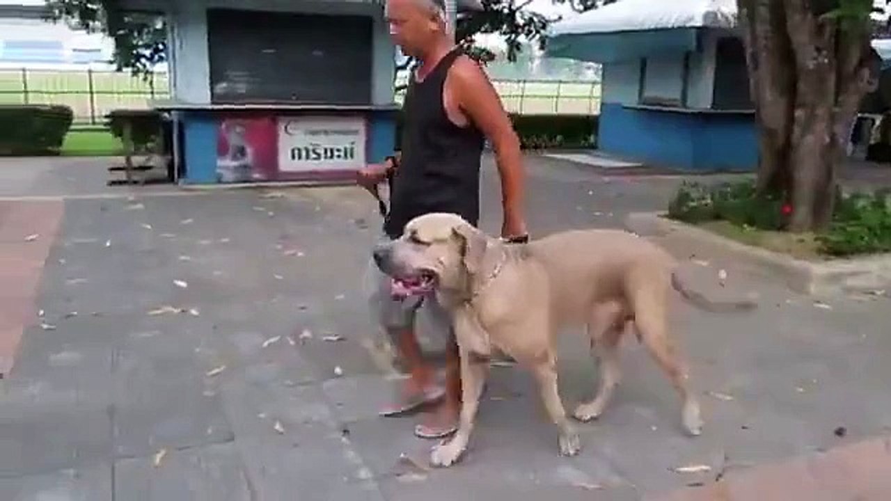 Dog attack on Kitten but Mama cat rushed in to save the little
