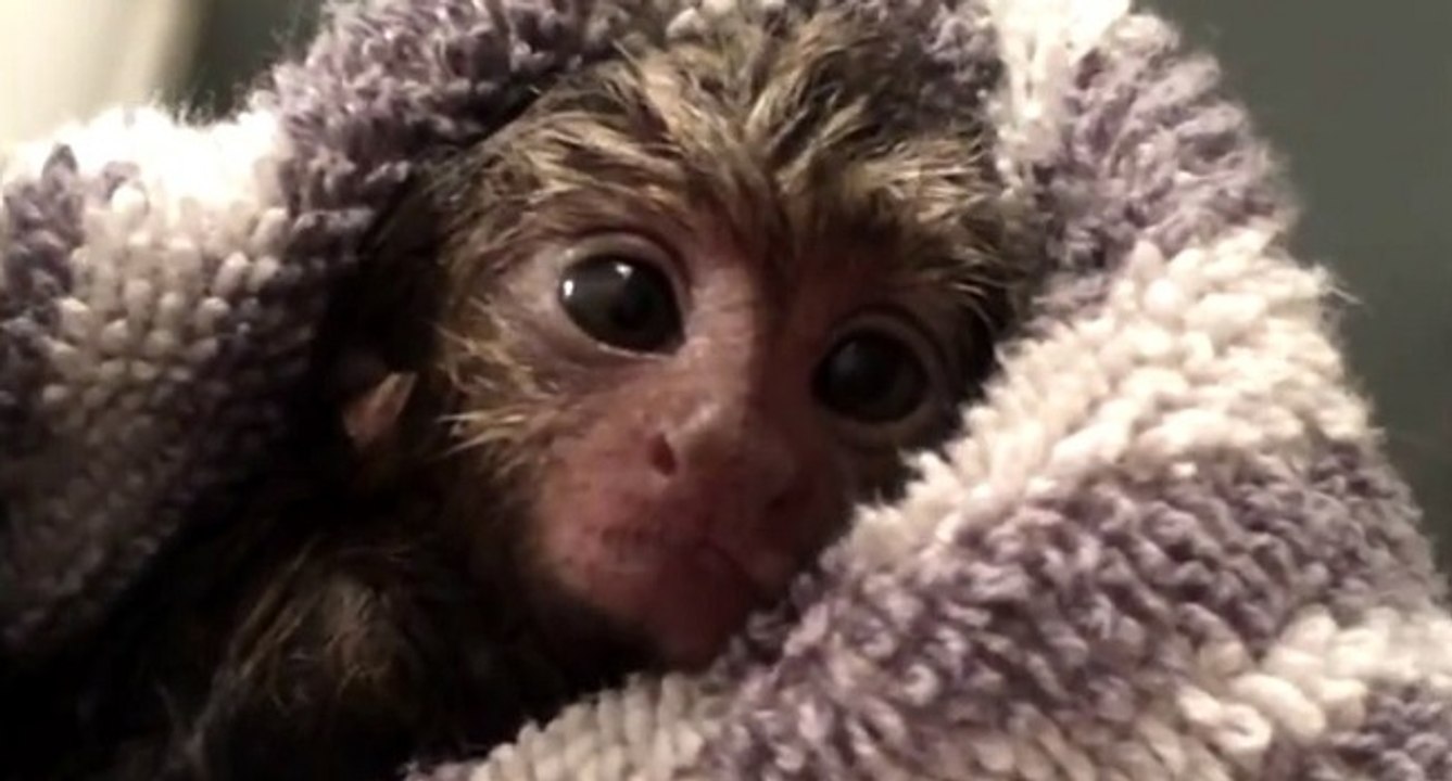 Un bébé ouistiti prend son premier bain
