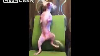 Hairless Dog Dancing