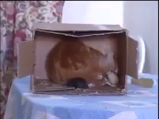 This is called love of a Mother