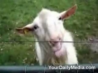 Goat vs. electric fence