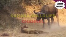Ultimate battle of Buffalo and Lion - Lion killed