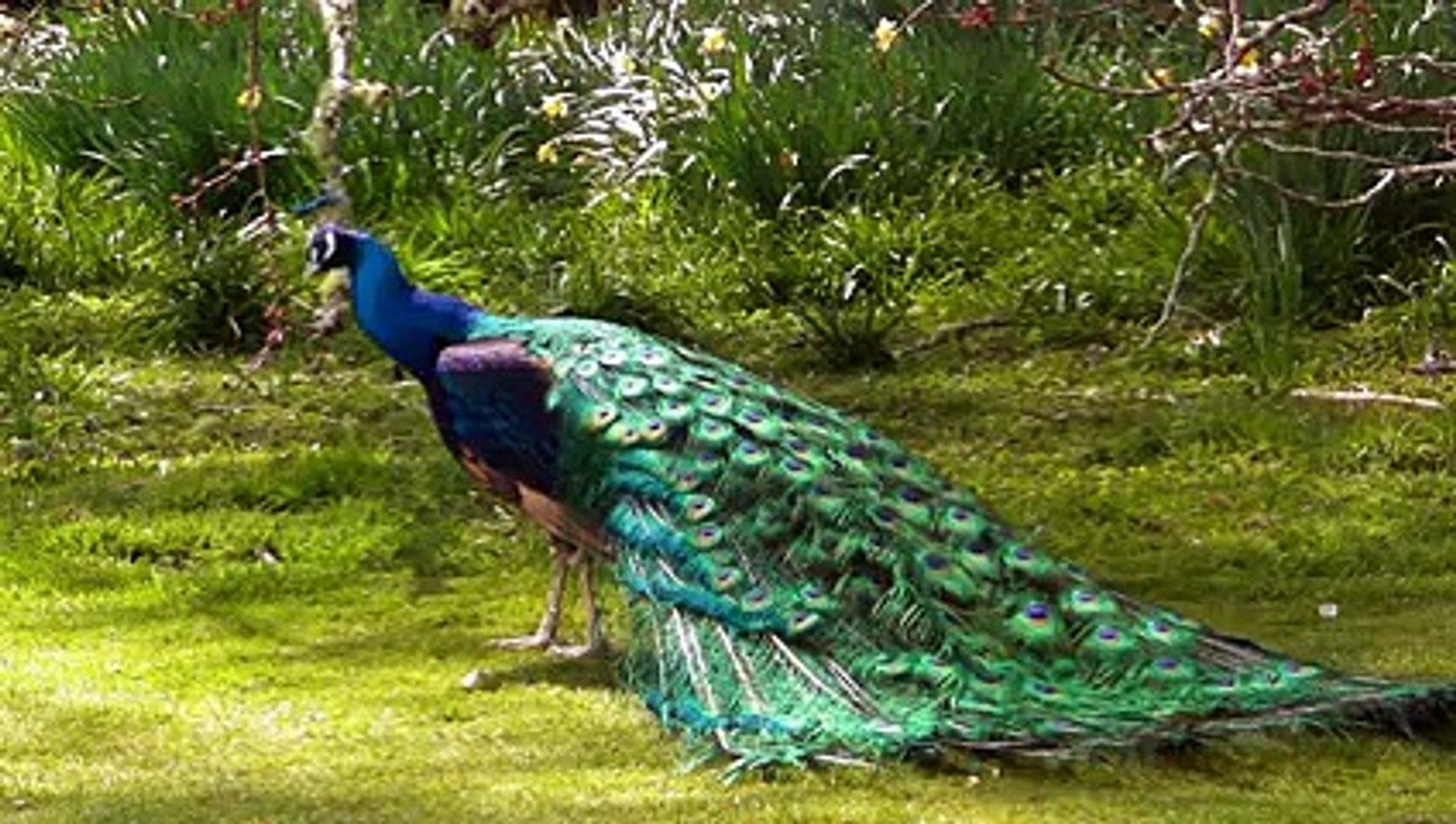 ⁣Peacocks Opening Feathers HD & Bird Sound
