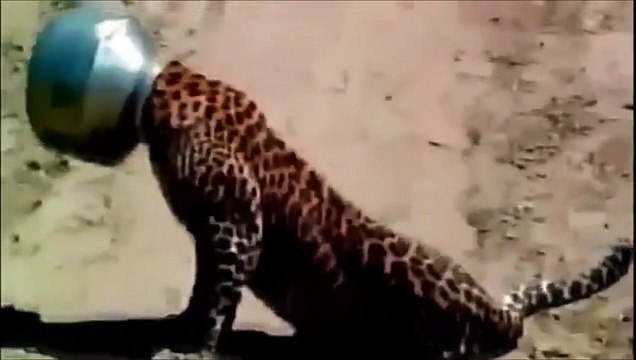 Leopard Head Stuck in Steel Pot In Rajasthan India