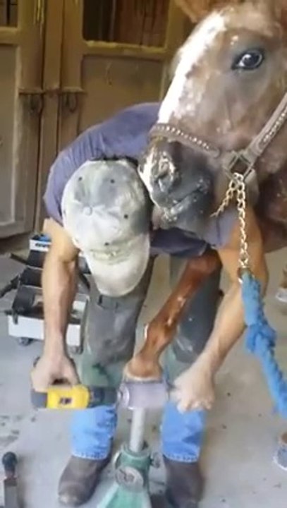 Ce cheval est amoureux du maréchal-ferrant... Coup de langue derriere les oreilles