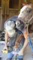 Funny Horse tries to lick Blacksmith Guy Ears and Face... Is this love haha?