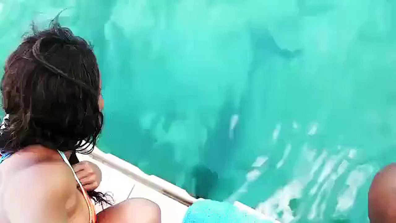 Elle fait tomber son smartphone dans l'eau, un dauphin le lui rapporte