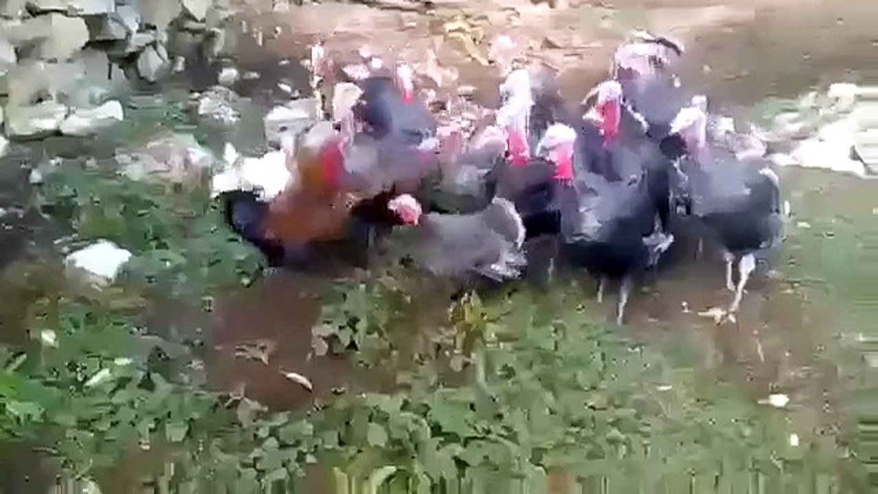 20 Hindiye Kafa Tutan Horoz