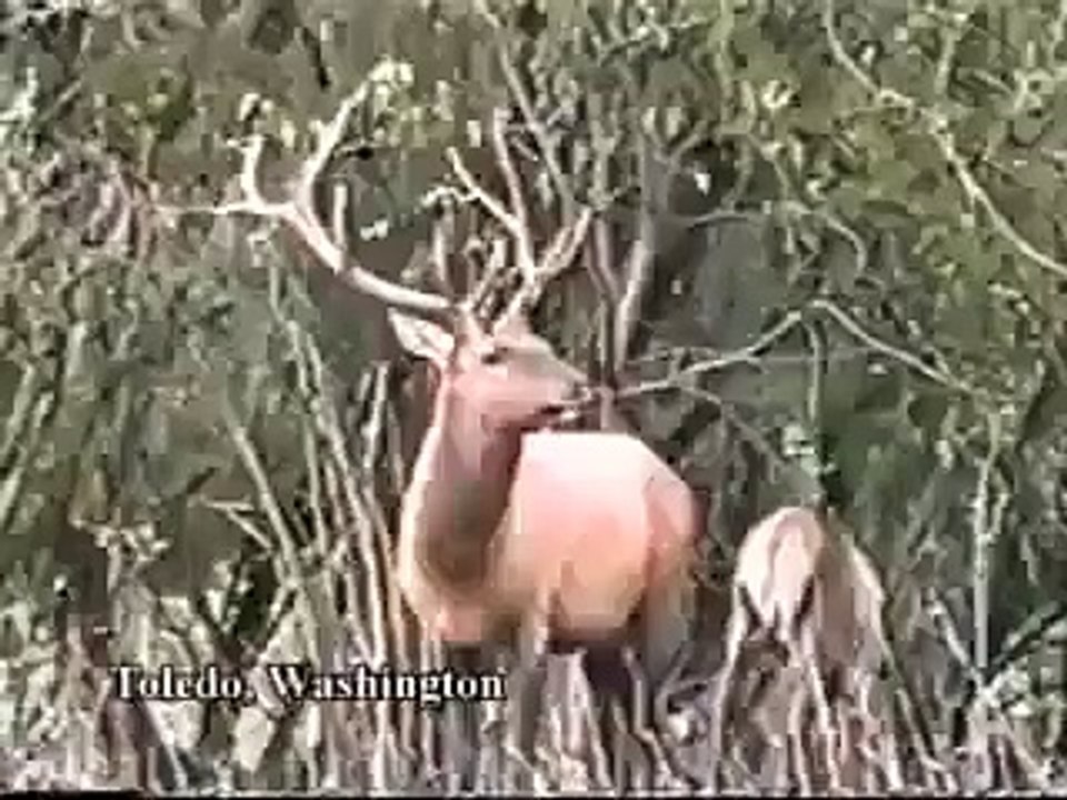 Avcıyı Döven Geyik