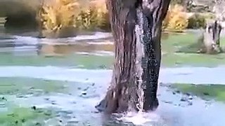 Ağaçtan su akıyor İnanılmaz görüntüler