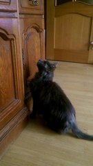 Funny cat produces strange sounds while hunting