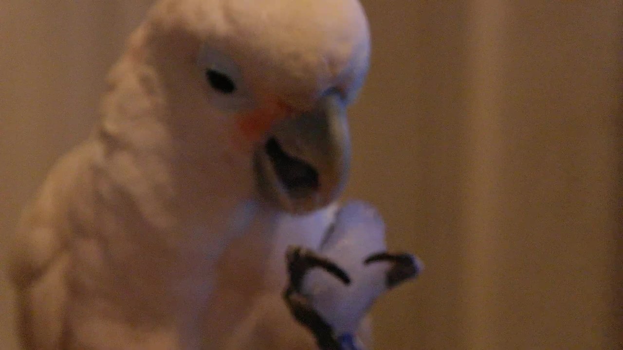 Parrot adorably chews on ice cube