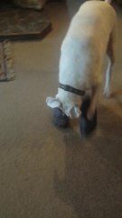 Boxer walks in a pair of Crocs better than humans!