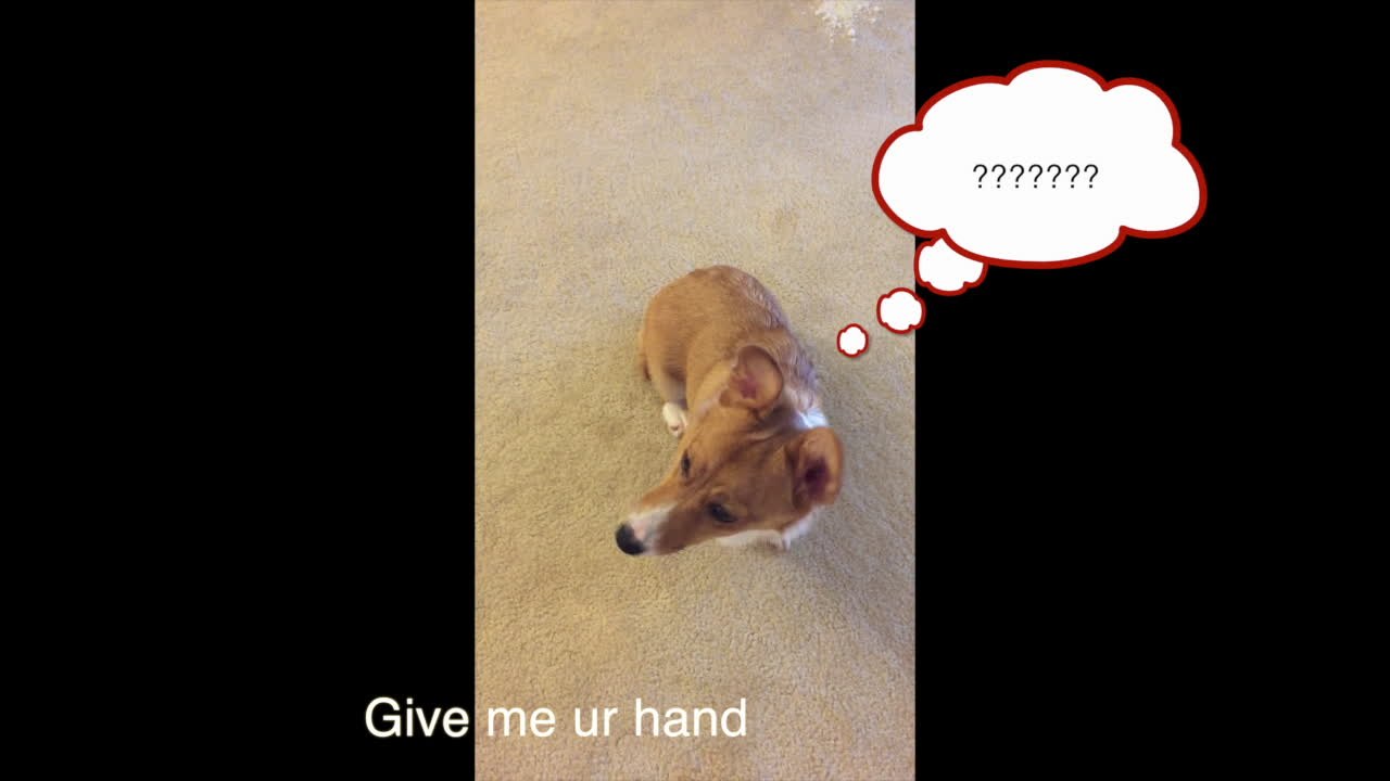 Corgi puppy performs same trick for every command