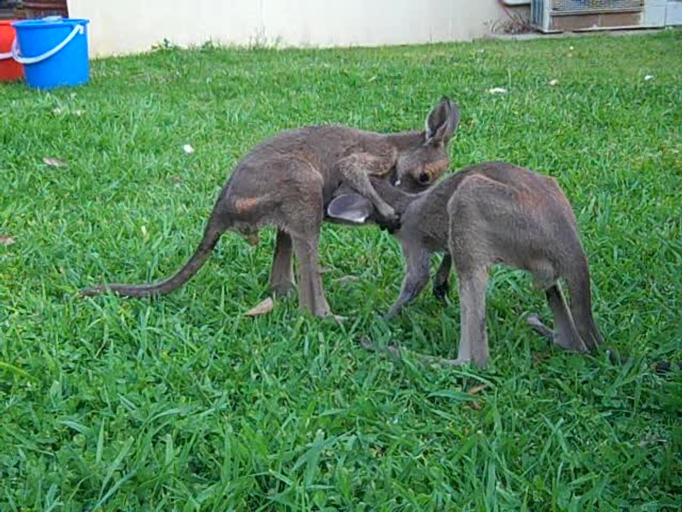 Rescued kangaroo joeys ready for better life