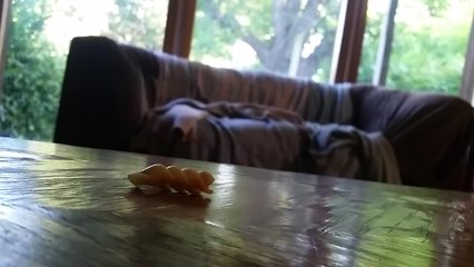 Kitten overly cautious of food scraps