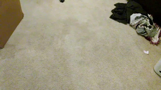 Rat Terrier demonstrates new tricks