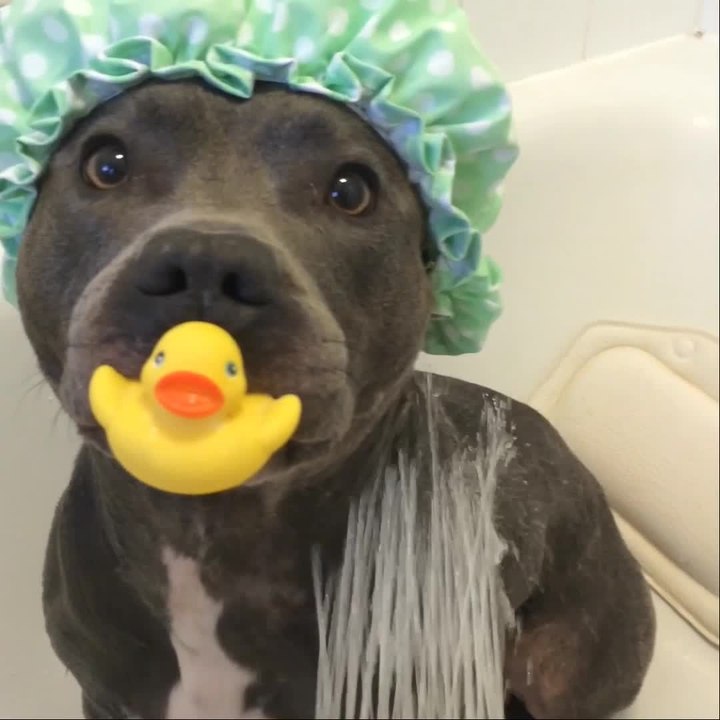 Puppy is totally ready for shower time