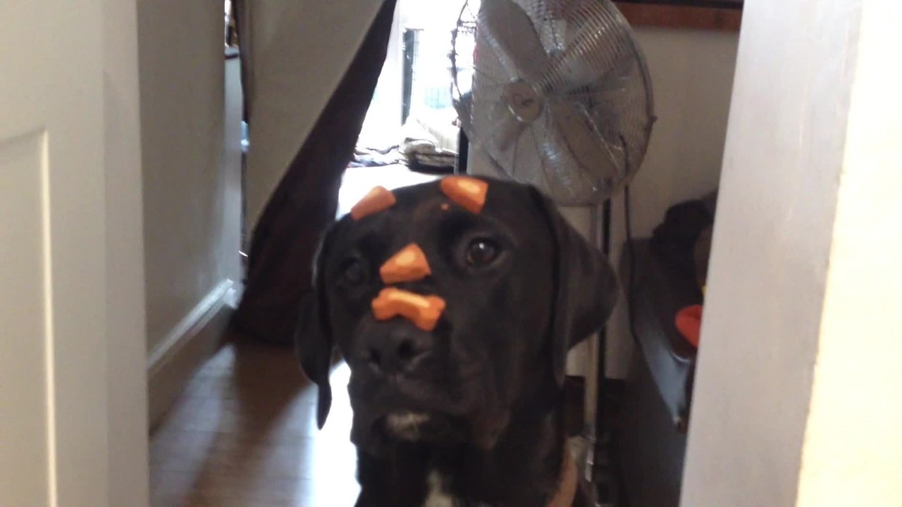 Medicated dog casually performs trick