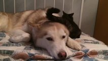 Cat annoys Husky with her tail