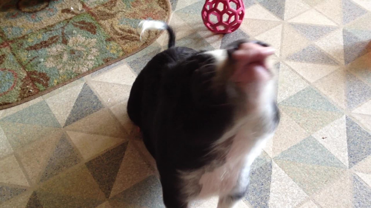 Guilty mini pig pleads for forgiveness