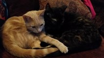Snuggling cats resemble yin yang symbol