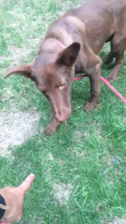 Blind Great Dane puppy learns to socialize