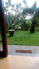 Monkey mom snatches epic meal for baby