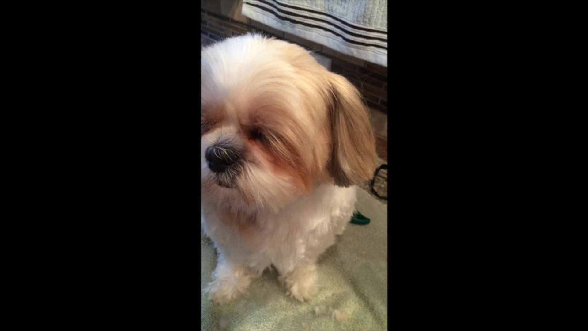 ⁣Shih Tzu falls asleep during grooming session