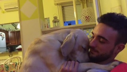 Guilty dog desperately asks for forgiveness