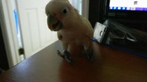 Cockatoo throws a temper tantrum