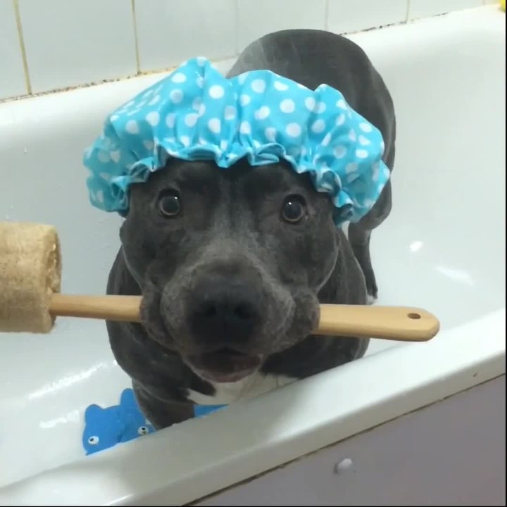 Think this dog is ready for a shower?