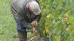 Experience the harvest in French vineyards