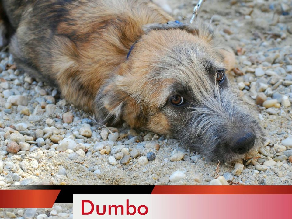 Dumbo est à adopter