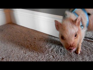 "Dancing" mini pig loves to scratch himself