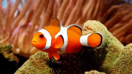 John Key announces one of the world's largest ocean sanctuaries