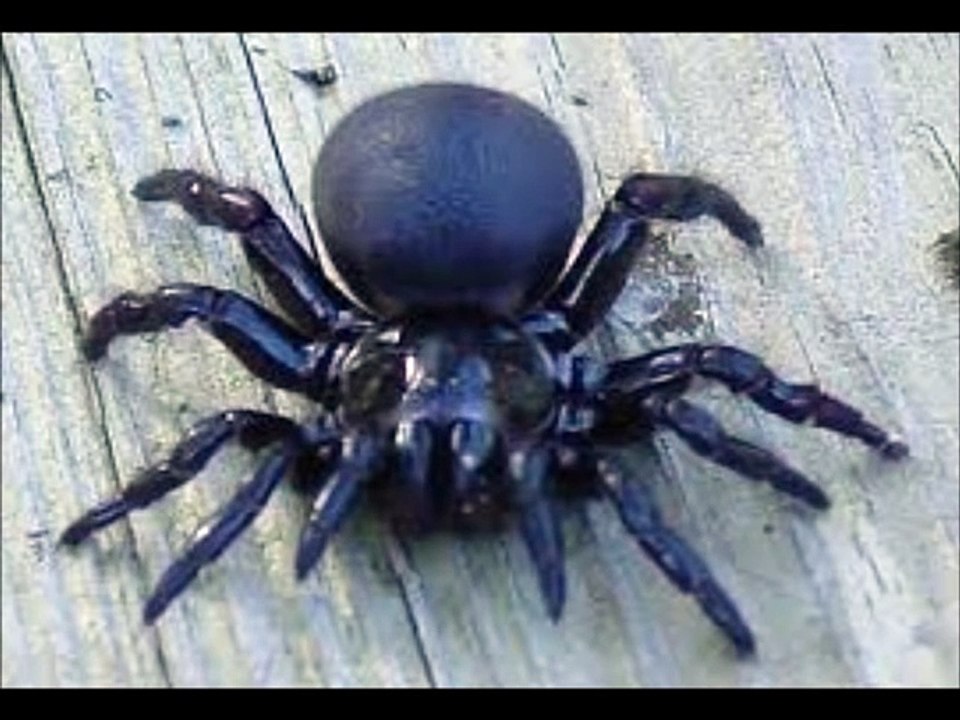 TOP 10 des araignées les plus venimeuses !