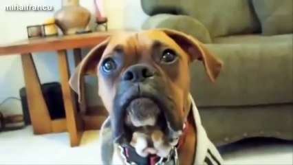 Animales : Funny Animals Compilation | Funny Cats | Funny Dogs | Funny Videos For Kids' To Watch