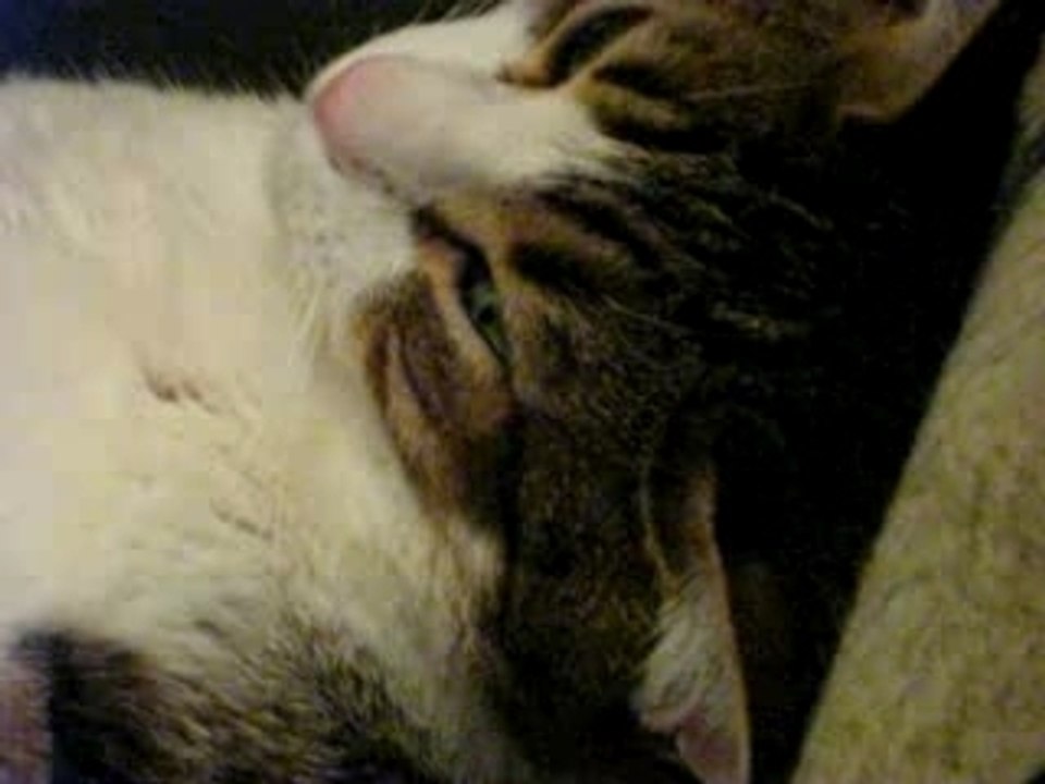 chat tres paresseux