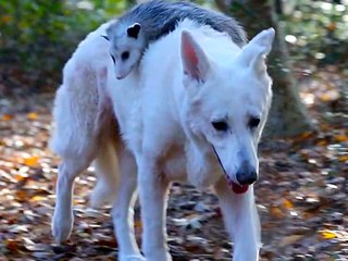 5 Super Animals Saving Other Animals