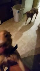 Dogs don't understand our language my ass!