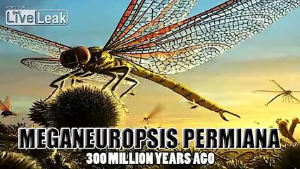 World's 10 Largest Animals of All Time (New Version)