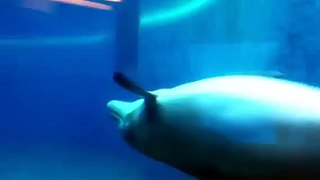 Dolphins swimming and bonus gay rape