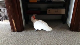Cockatoo finding out he is going to the vet