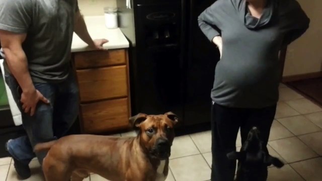 Dog Protecting Pregnant Moms Belly