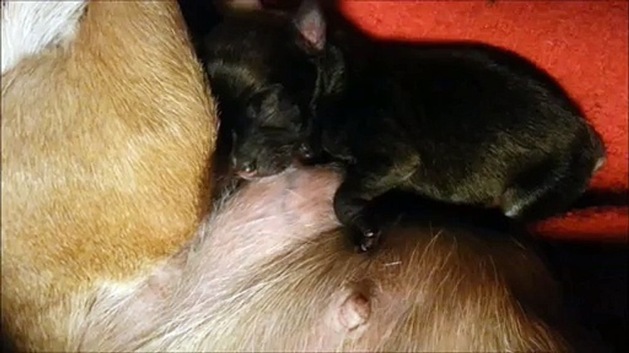 Chihuahua Allaitement dans le calme