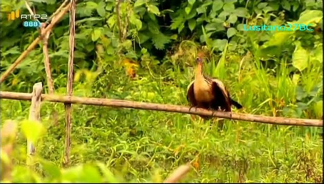 Maravilha das Maravilhas, ep.2, A História da Pena - RTP2