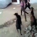 Bakray Nay Takar Mar kay Larki ko Gira Diya ....funny  video